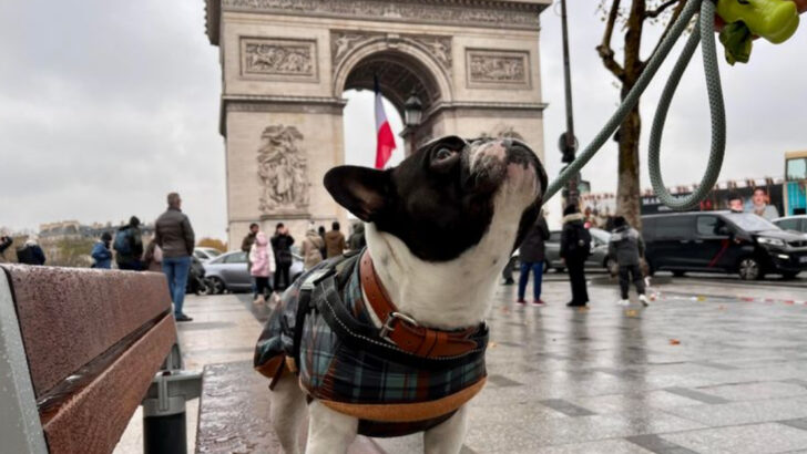 14 French Dog Breeds That Mix Chic Style With Spirited Attitude
