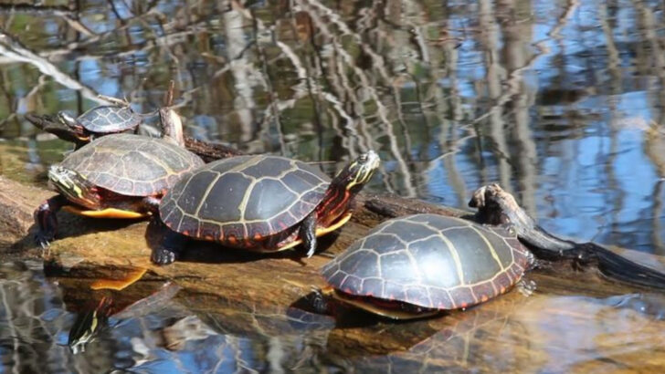 14 Fun Facts About Turtles That Might Surprise Even Longtime Reptile Fans