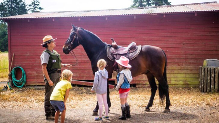 14 Gentle Giants: Horse Breeds That Are Surprisingly Safe for Children to Ride
