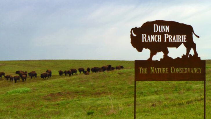 14 Grassland Animals Making Surprising Comebacks Through Regenerative Ranching