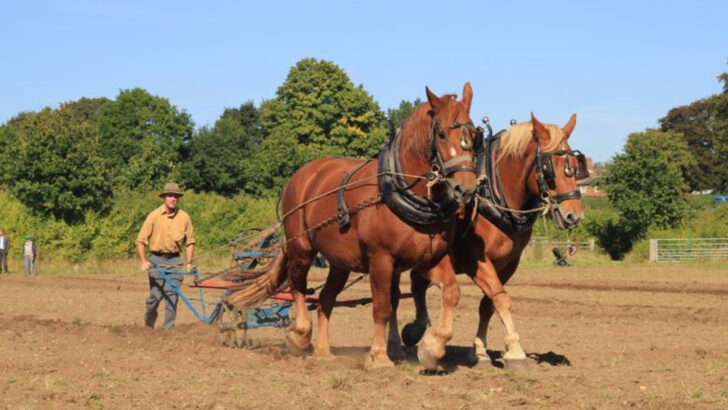 14 Horse Breeds That Almost Went Extinct in America (And Their Surprising Comebacks)