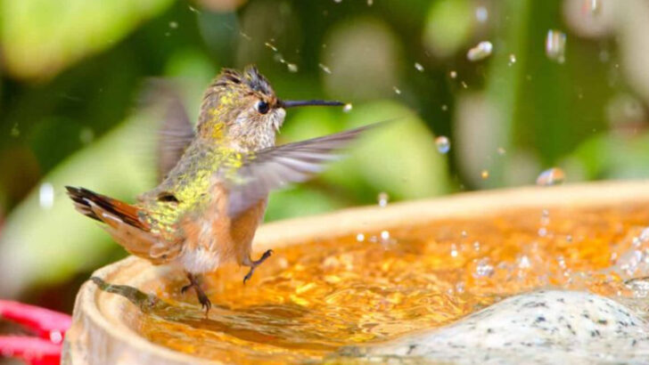 14 Hummingbird Behaviors Most Backyard Birdwatchers Never Notice