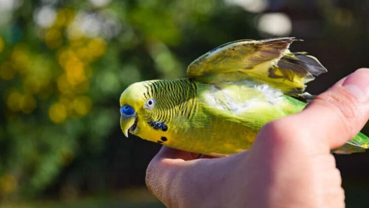 14 Key Differences Between Budgies and Parrotlets You Should Know