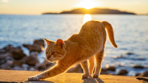 14 Morning Routines That Keep Cats in a Purrfect Mood - Exploring Animals