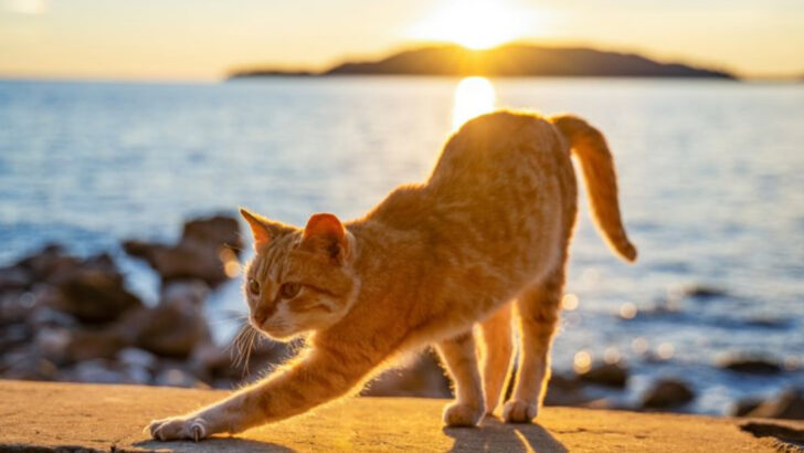 14 Morning Routines That Keep Cats in a Purrfect Mood