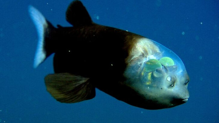 14 Mysterious Deep-Sea Creatures Discovered Off U.S. Coasts