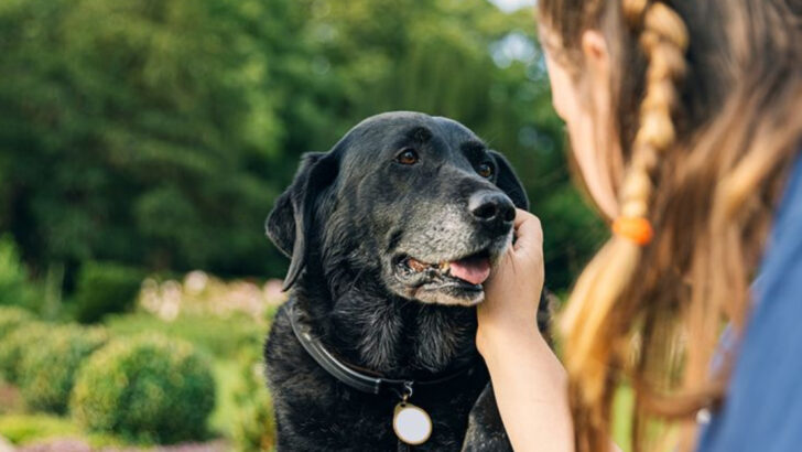 14 Pet Care Myths Senior Dog Owners Should Leave in the Past