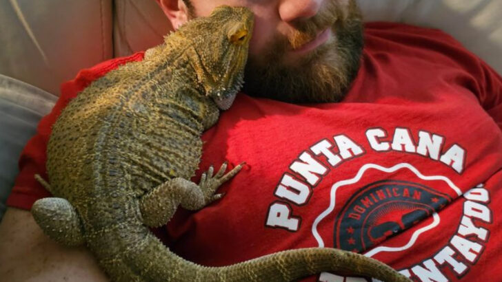 14 Pets That Are More Affectionate Than You'd Expect