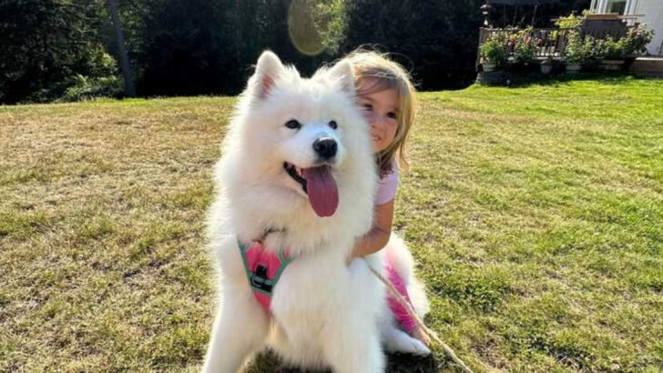 14 Pros and Cons of Choosing a Samoyed as Your Next Dog