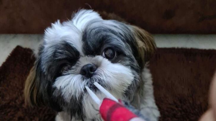 14 Pros and Cons of Owning a Shih Tzu You Should Know