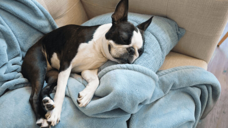 14 Reasons Boston Terriers Are the Perfect Fit for Apartment Life