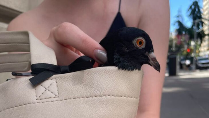 14 Reasons Pigeons Make Surprisingly Great Pets