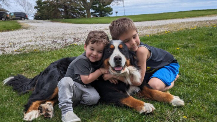 14 Reasons Why the Bernese Mountain Dog Has Become America’s New Favorite Giant Breed