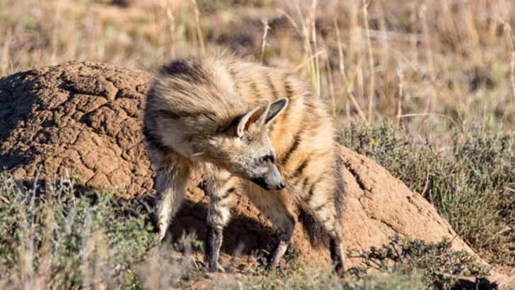 14 Reasons the Aardwolf Is Nothing Like a Wolf (Despite the Name)