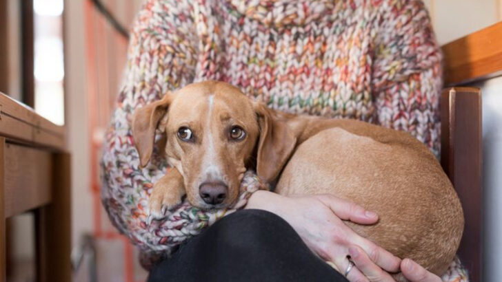 14 Secret Body Language Signs That Your Dog Is Stressed (Even When They Look Happy)