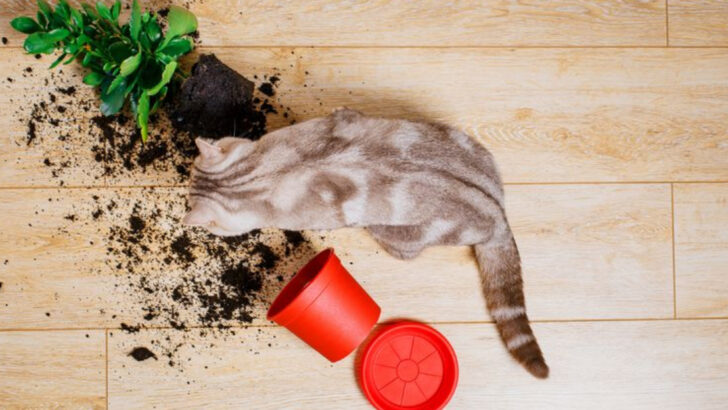 14 Signs Your Cat Is Plotting Something (And How to Stay One Step Ahead)