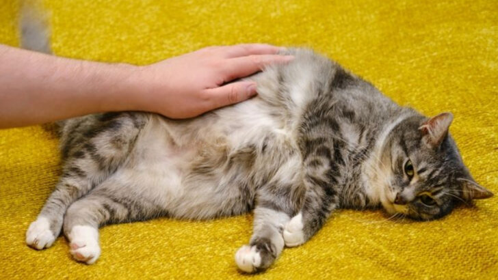 14 Signs Your Pet Needs a Vet Visit This Week (Not Next Month)