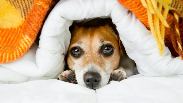 14 Sounds That Trigger Aggressive Behavior in Dogs
