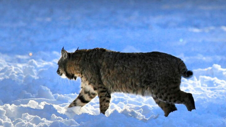 14 States Where You’re Most Likely to Spot a Lynx—If You’re Lucky