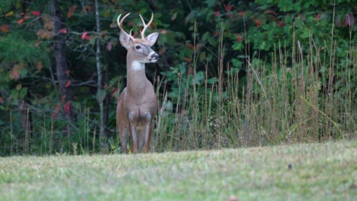 14 Things That Prove Alabama Has the Best Deer Hunting in the U.S.