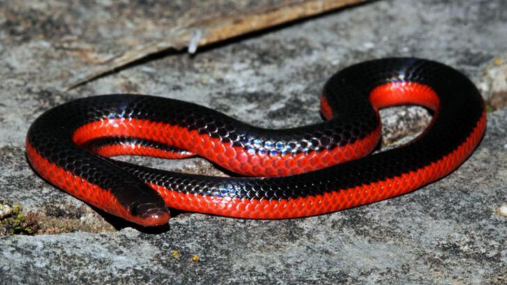 14 Tiny Snakes in America That Could Curl Inside a Bottle Cap