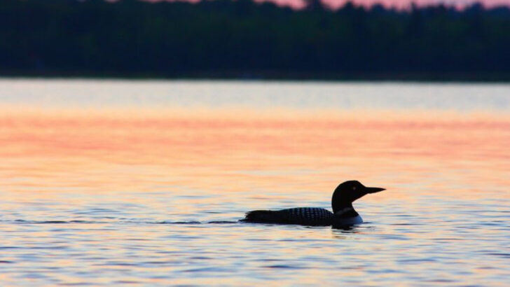 14 U.S. Lakes Where Loons Still Call at Sunset