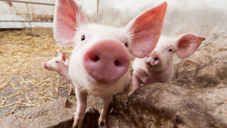 14 Unmistakable Signs That Animals Feel Pure Happiness