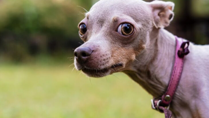 14 Warning Signs Your Dog Gives Before Becoming Aggressive That Most Owners Miss