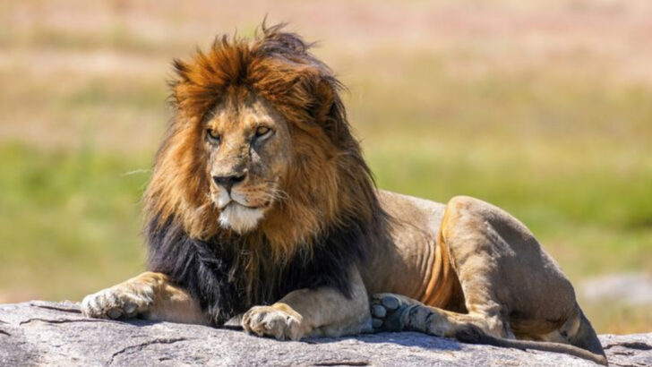 14 Ways the Lion Spirit Animal Unlocks Your Inner Courage