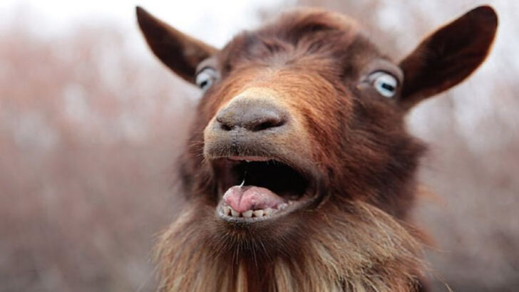 14 Weird Animal Noises—and the Funny Reasons Behind Them