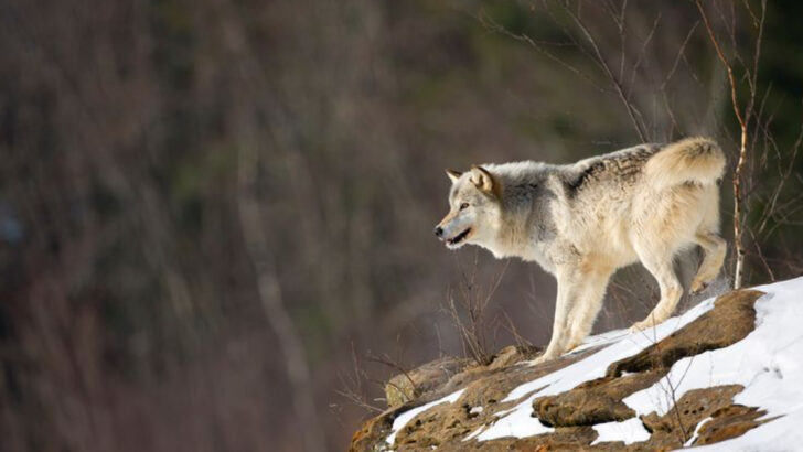 14 Wolf Subspecies That Once Roamed Across North America