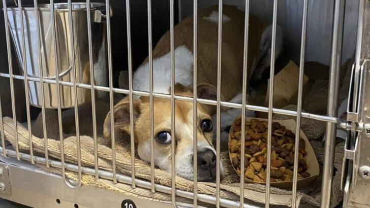15 Animal Shelter Truths You Wish You Didn’t Know