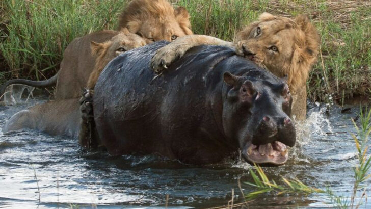 15 Animals Strong Enough to Take Down a Lion