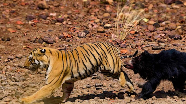 15 Animals That Could Defeat A Tiger