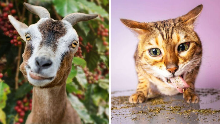 15 Animals That Deliberately Get High in the Wild