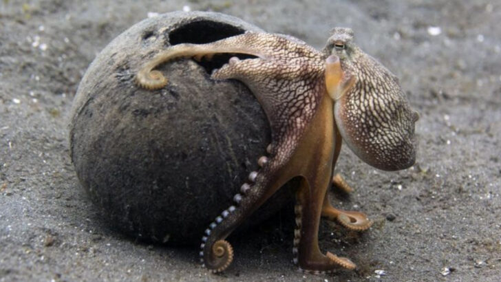 15 Animals That Start Fires, Use Tools, or Break the Law of the Jungle