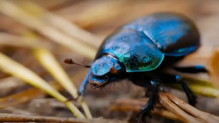 15 Animals That Symbolize Luck