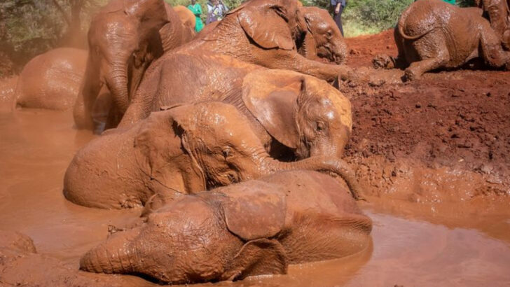 15 Animals That Throw Wild Parties When Humans Go on Vacation