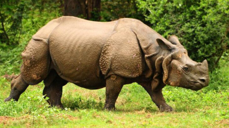 15 Animals With a Single Horn That Inspired the Unicorn Legend