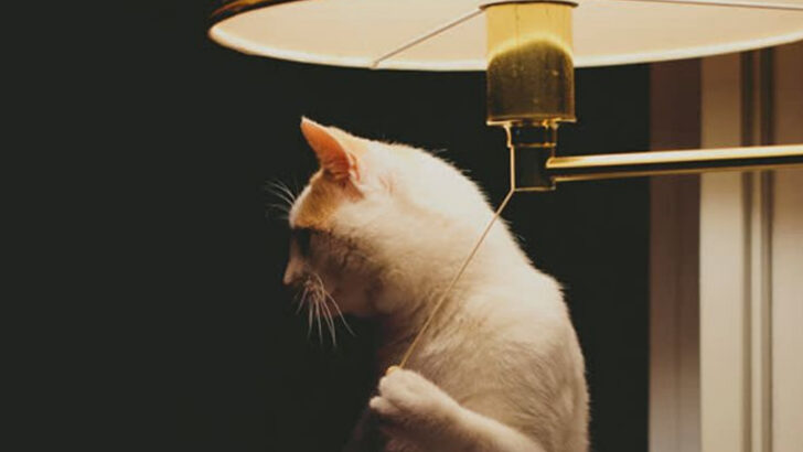 15 Behavior Changes in Cats You Should Never Ignore