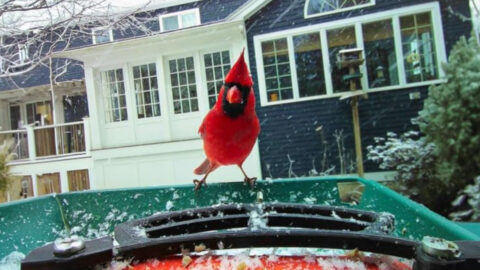 15 Birds That Are Naturally Reclaiming American Cities (And Why Experts