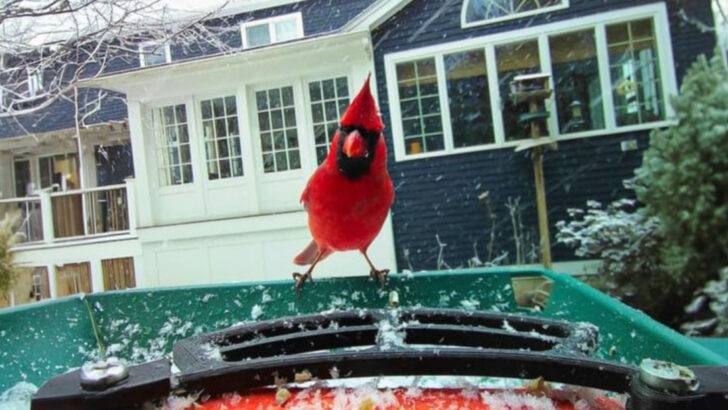 15 Birds That Are Naturally Reclaiming American Cities (And Why Experts Say It’s a Good Thing)