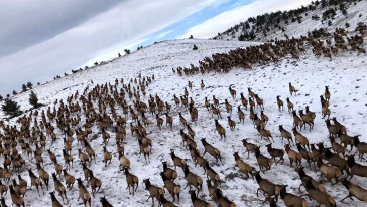 15 Breathtaking Animal Migrations You Can Witness in the U.S.