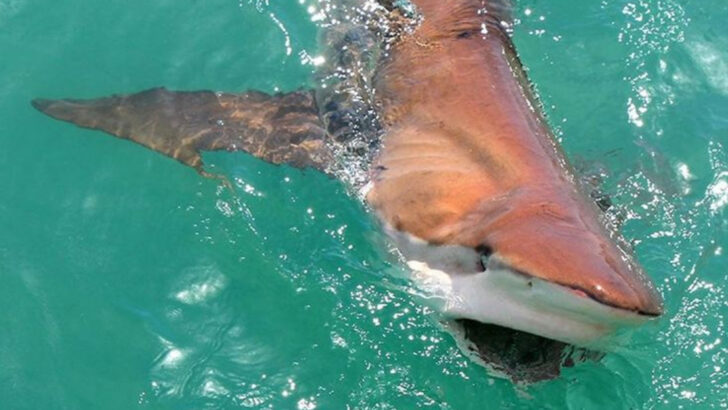 15 Bronze Whaler Shark Facts That Might Surprise You