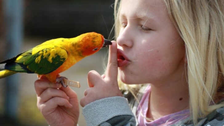15 Common Myths About Pet Birds – Debunked