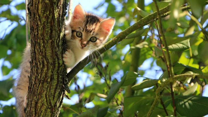 15 Concerns People Have About Letting Their Pet Cats Outside