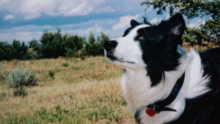 15 Dog Breeds That Can Sense a Thunderstorm Before It Hits