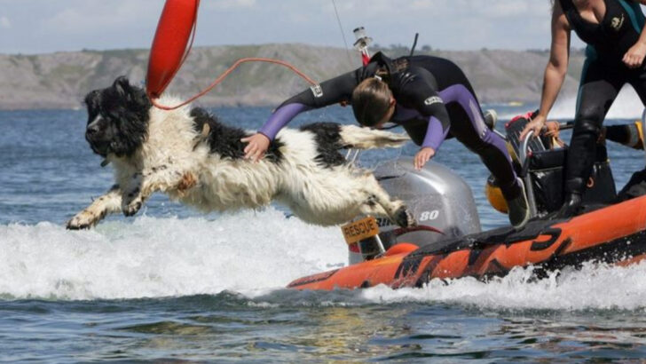 15 Dog Breeds That Excel at Search and Rescue (And the 5 That Fail)