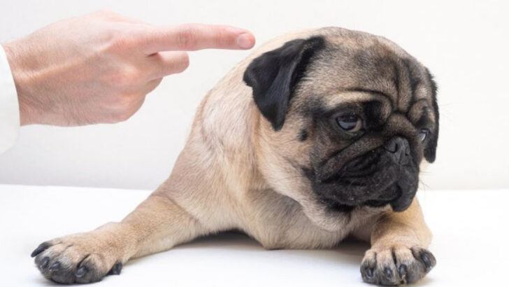 15 Dog Training Methods That Actually Make Behavioral Problems Worse