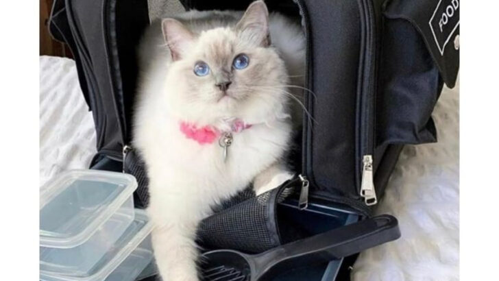 15 Essential Items Every Cat Owner Should Have for Emergencies